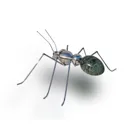 Ant stainless steel size 2